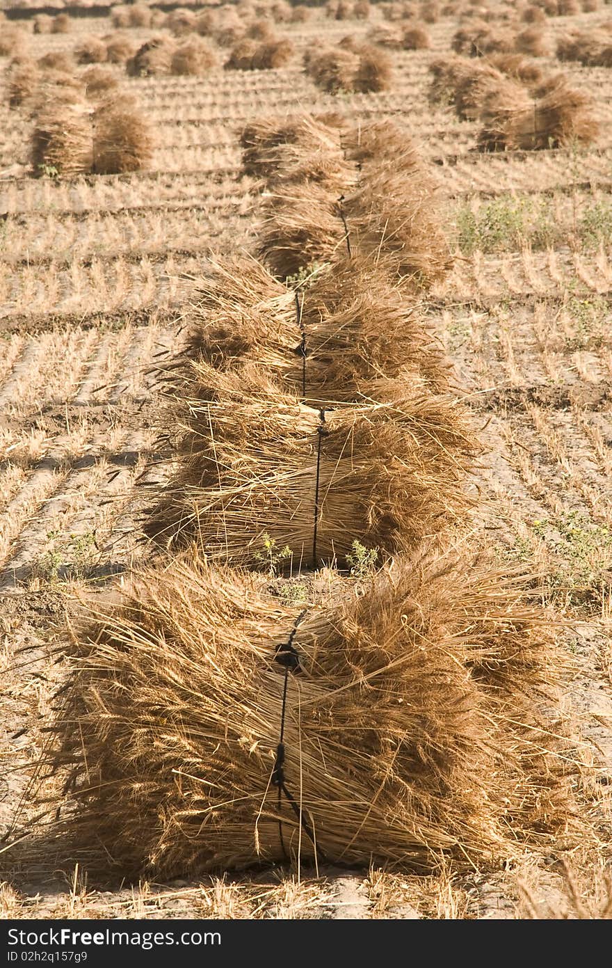 Paddy Crop is at final stage. It is bundled for separation. Paddy Crop is at final stage. It is bundled for separation.