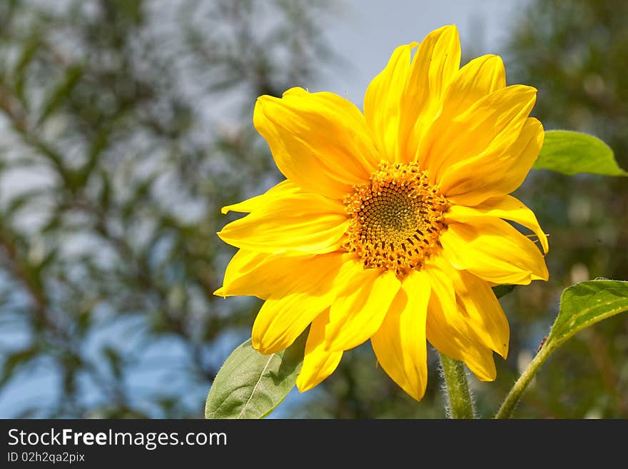 Yellow flower of sunflower on blue sky