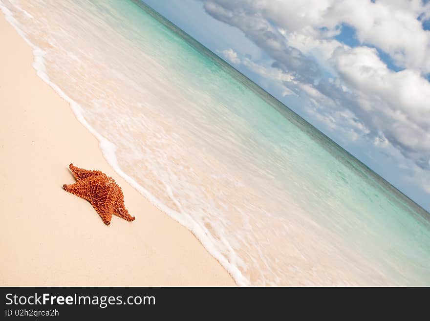 Red starfish on a sand beach