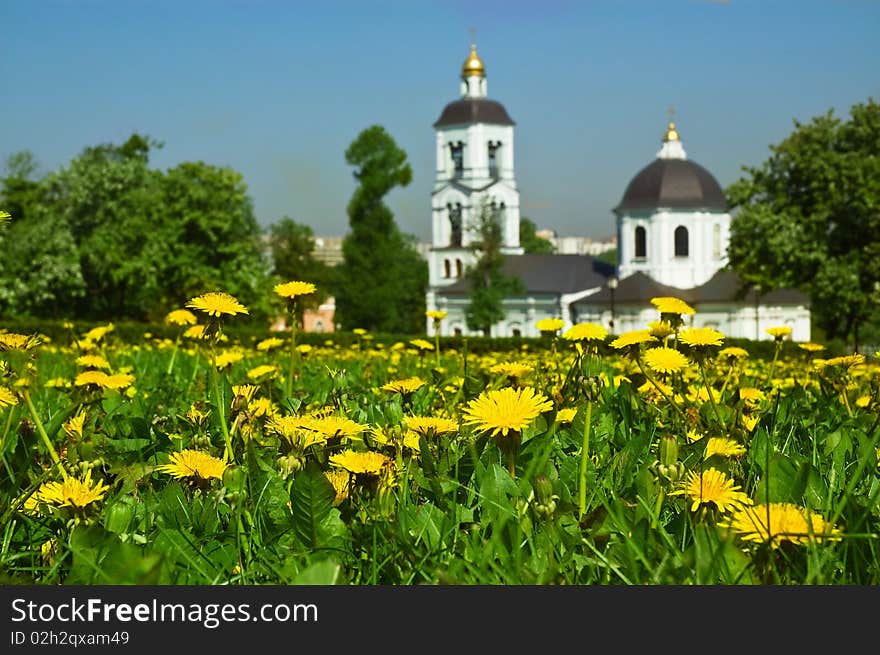 Dandelions