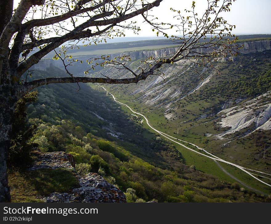 A tree growing in the mountains. A tree growing in the mountains.