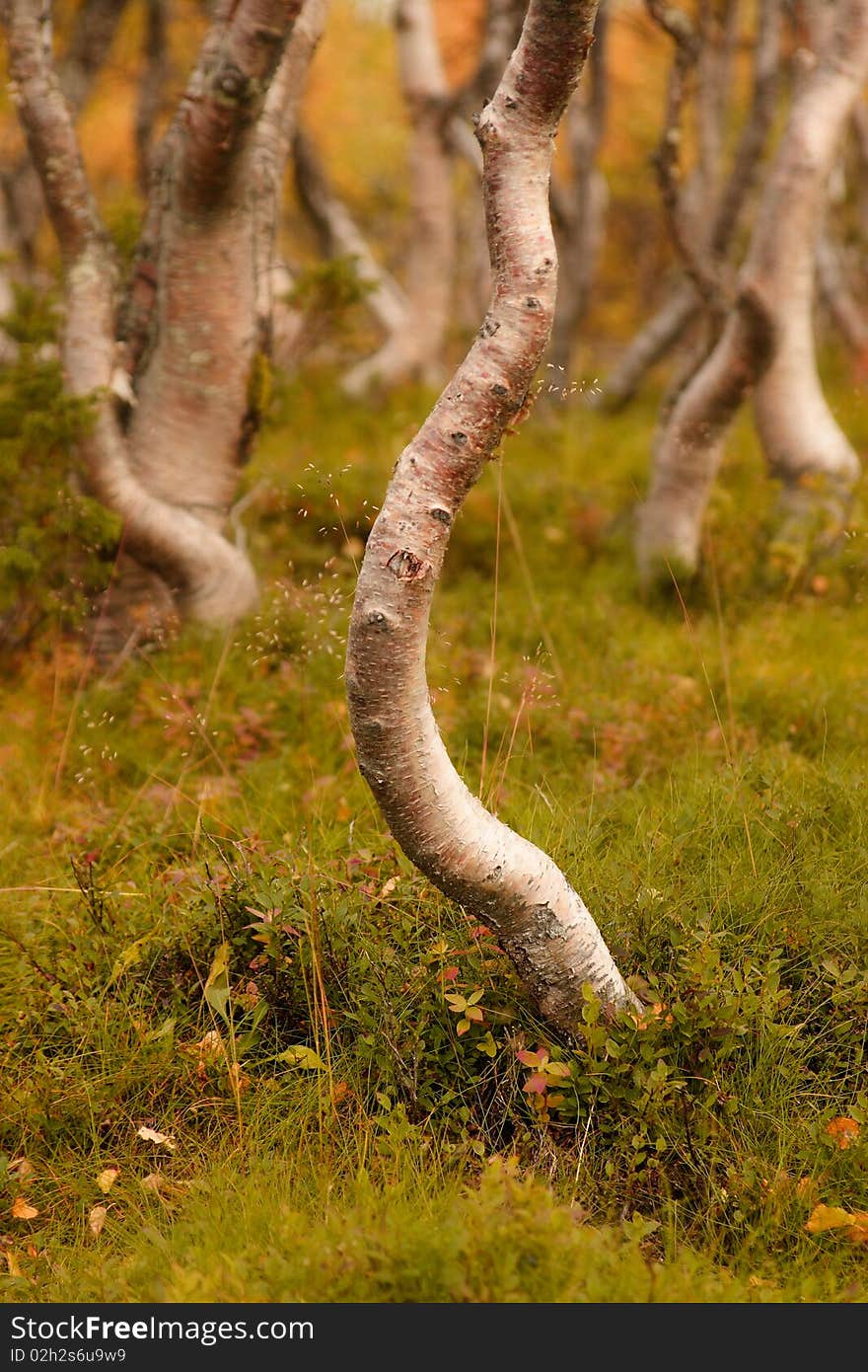 Mountain Birches