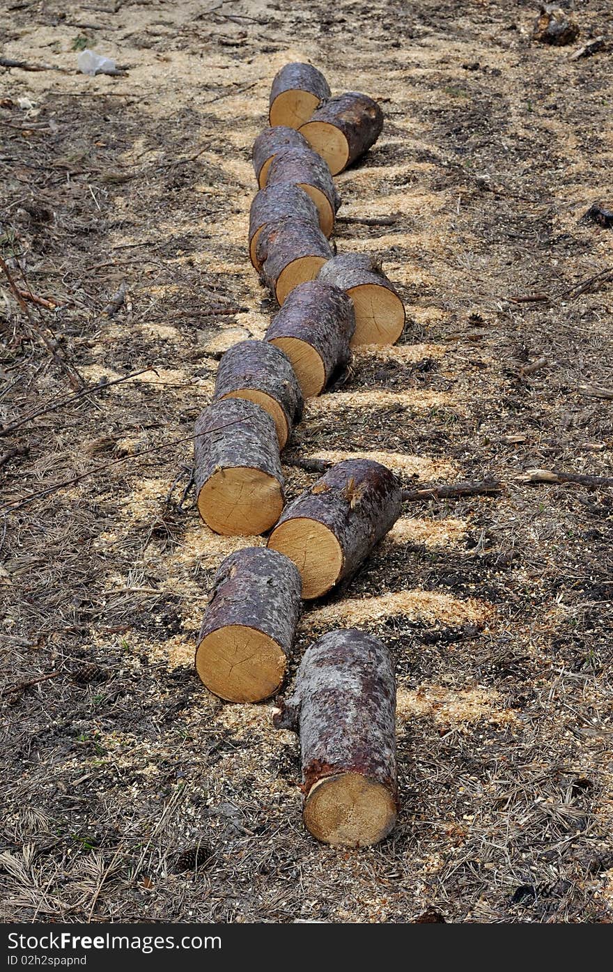 Pile Of Aspen Firewood