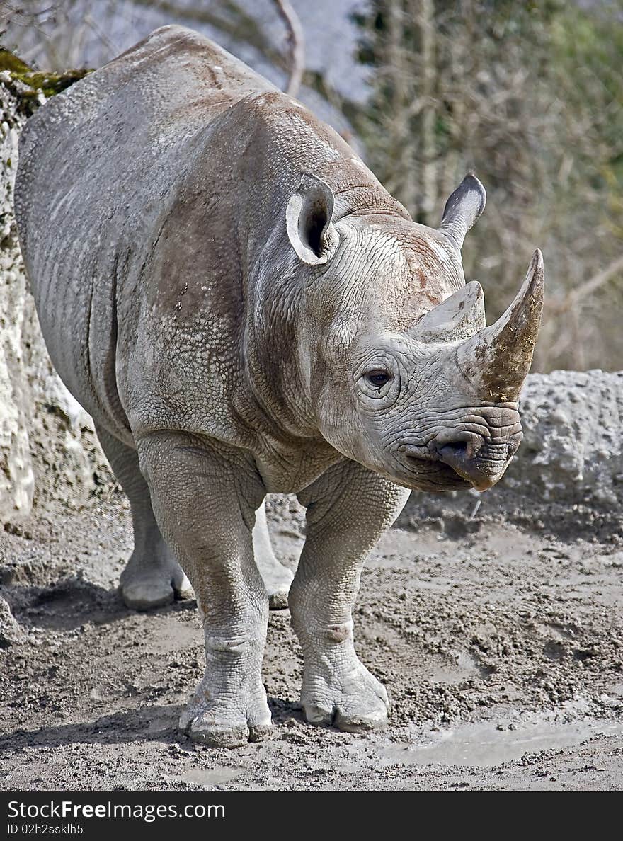 Broad-lipped (‘white’) african rhinoceros. Latin name - Ceratotherium simum. Broad-lipped (‘white’) african rhinoceros. Latin name - Ceratotherium simum