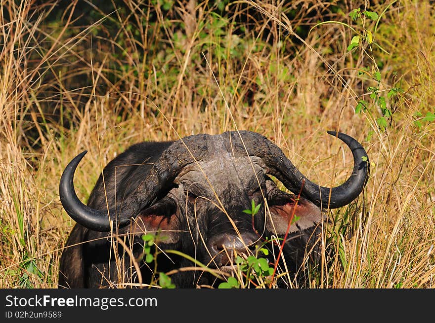 A male buffalo resting in the grass