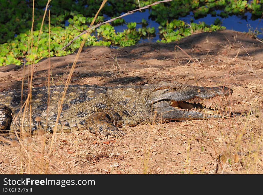 A crocodile warming up in the morning sun