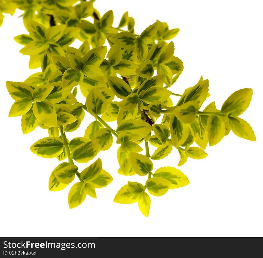 Green leafs on branch isolate on white. Symbol of spring. Green leafs on branch isolate on white. Symbol of spring