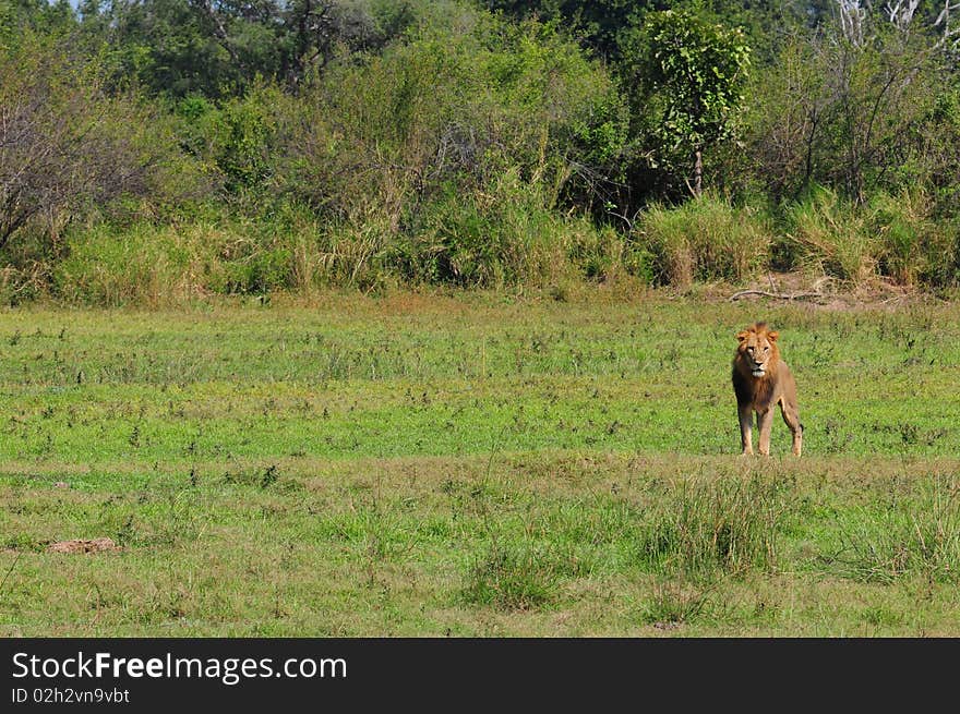 A male lion wandering in the bush looking for his pride