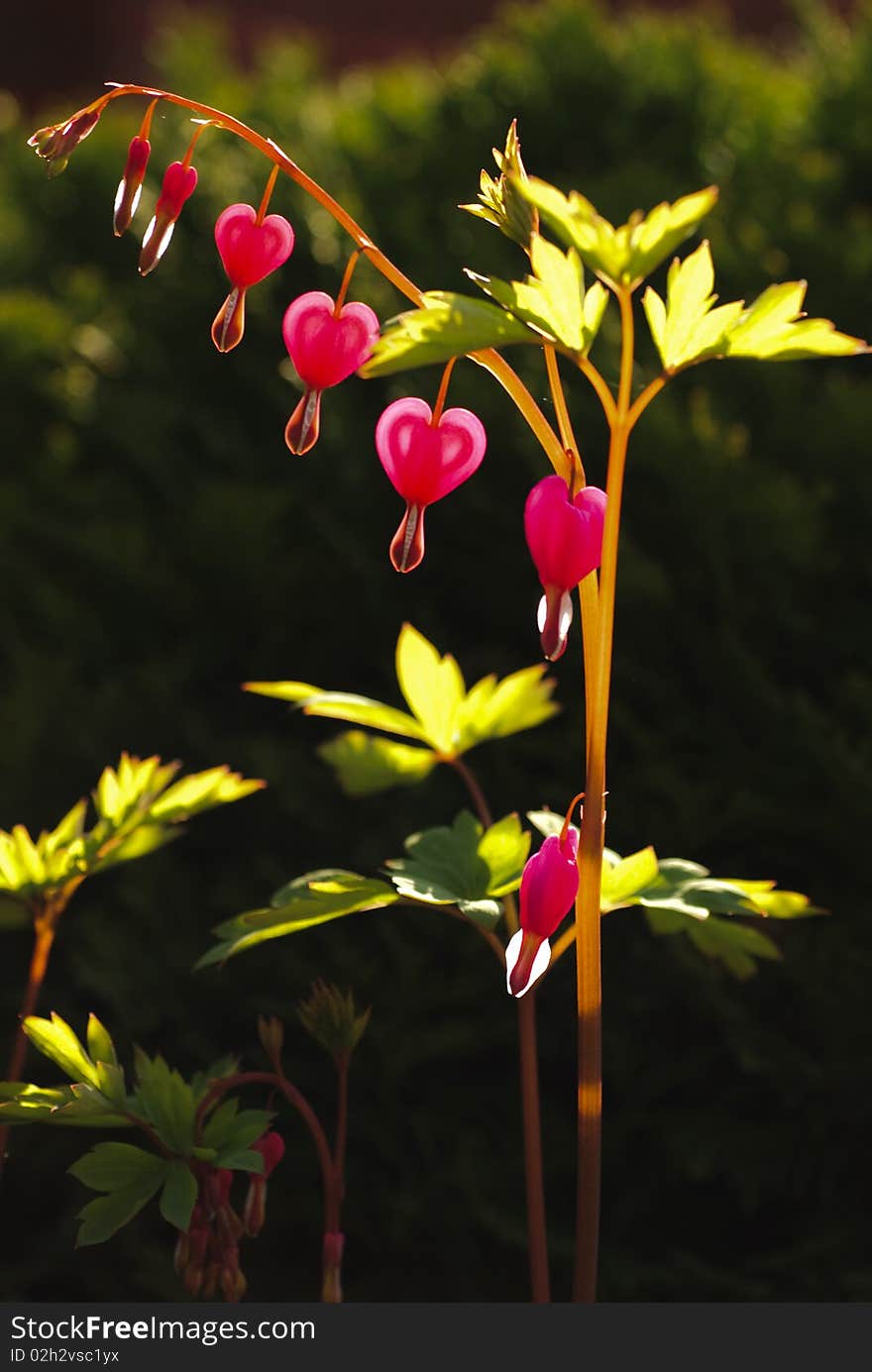 Heart shape flower