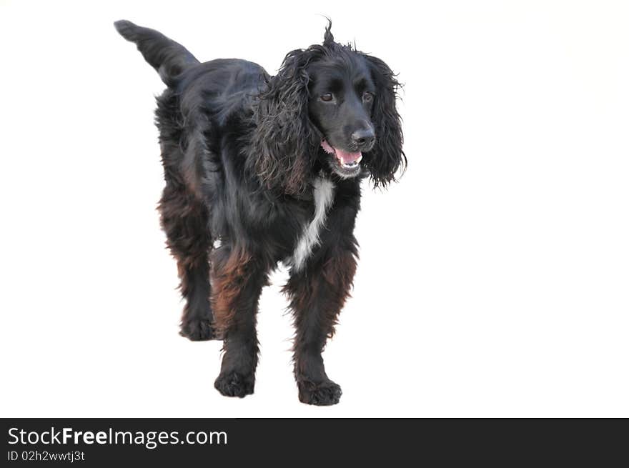 View of a black standing dog on white background. View of a black standing dog on white background