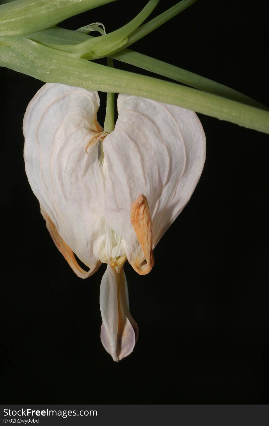 White heart flower with stalk on the black background