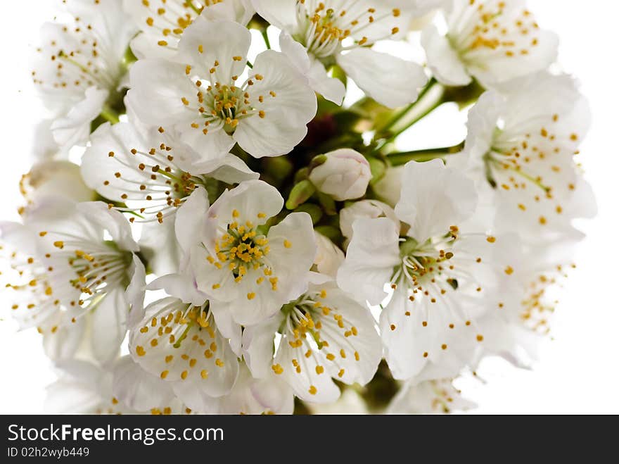 Cherry blossom isolated on white background. macro