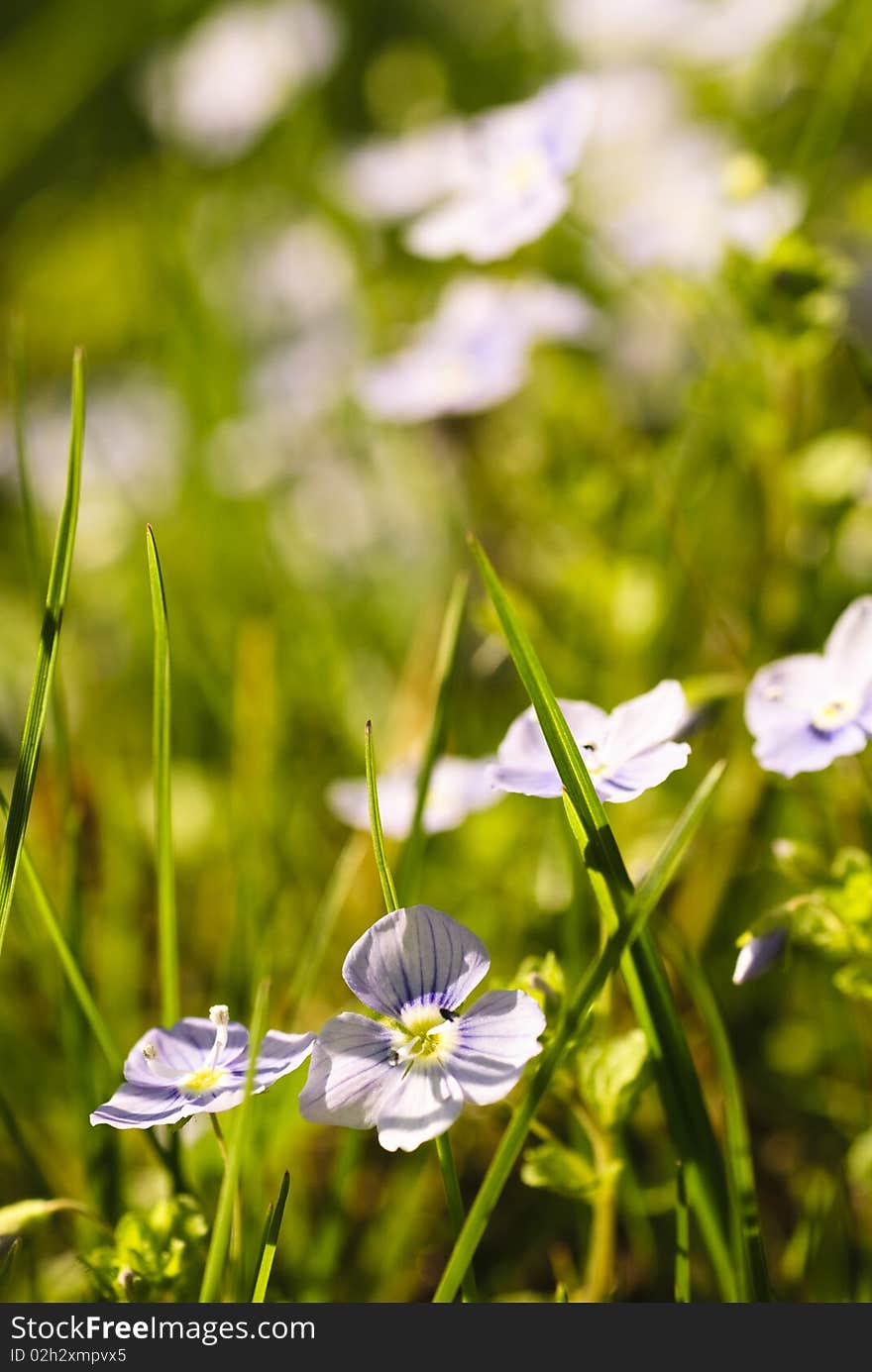 Look-up-and-kiss-me flowers in grass. Close up, shallow deep of field