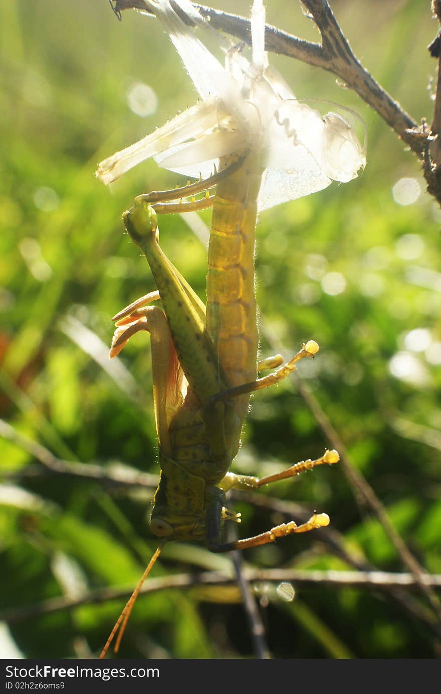 Grasshopper Changes Skin