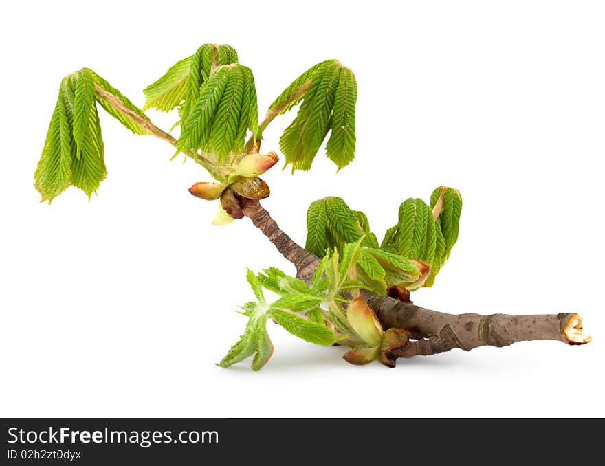 Chestnut flowers in the spring. Chestnut flowers in the spring.