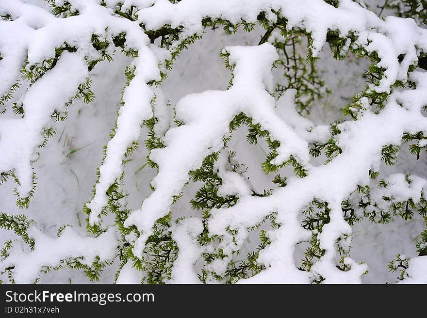 Snow covered branches