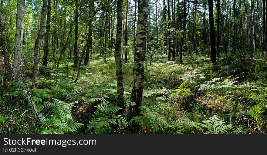 Forest in sunlight, panoramic image