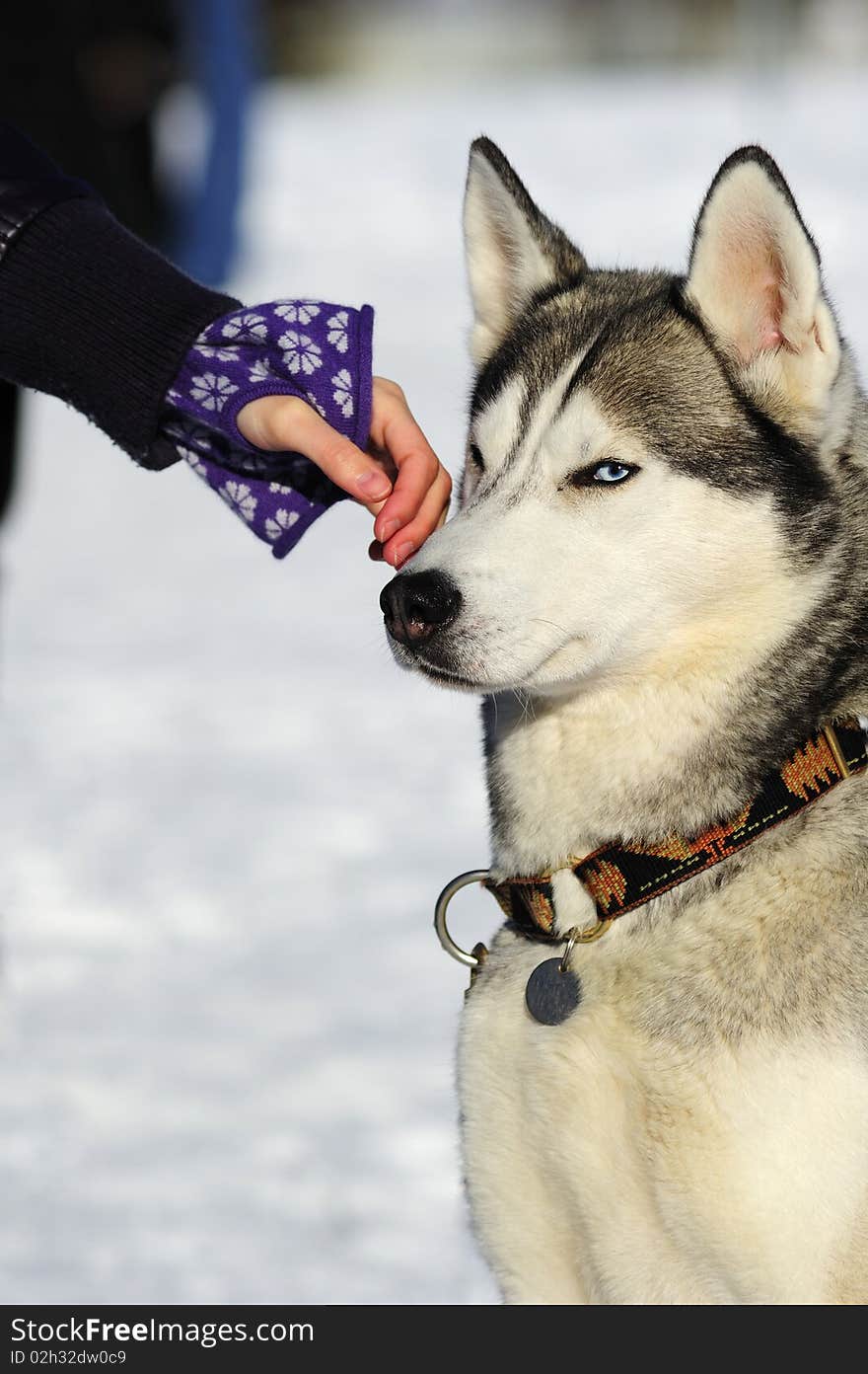 An Alaskan Malamute being stroked on the side of the face