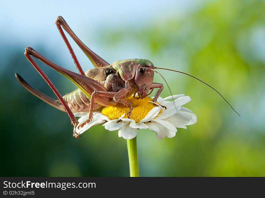 Big brown grasshopper sits on a high chamomile. Big brown grasshopper sits on a high chamomile