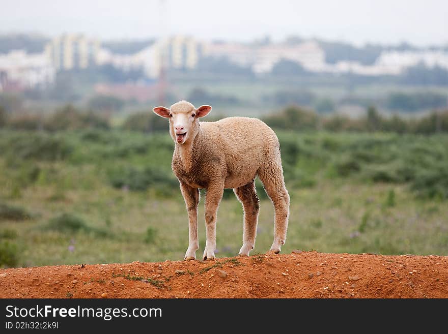 Domestic Sheep