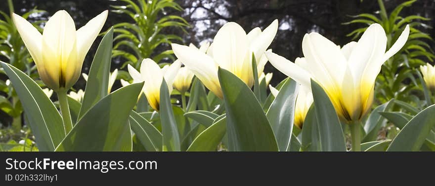 Beautiful spring flowers in the park. Beautiful spring flowers in the park