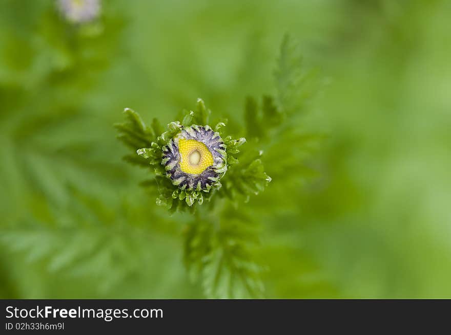 Wild daisies in the green grass