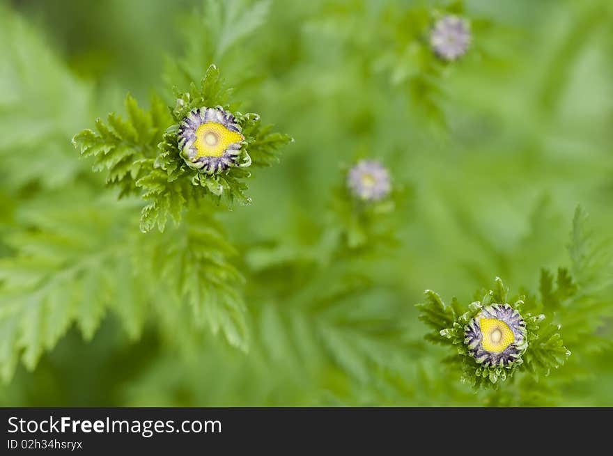 Wild daisies in the green grass.