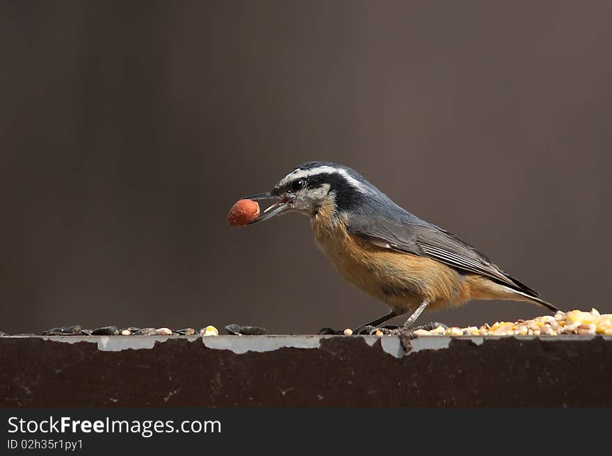 A Red-breasted Nuthatch in feeding，taken in edmonton canada