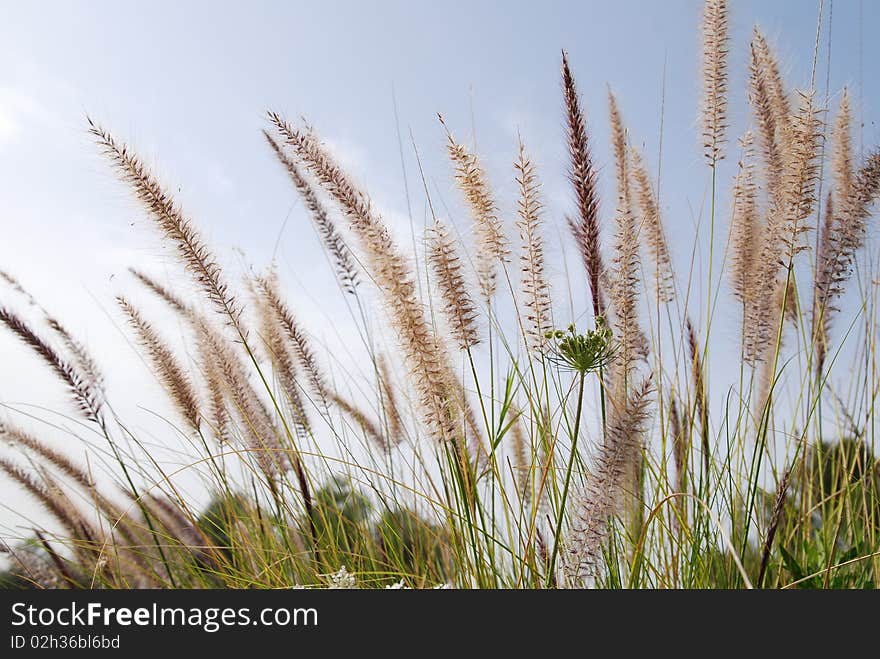 Straws Growing