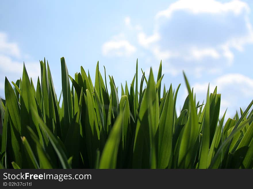 Grass and clouds