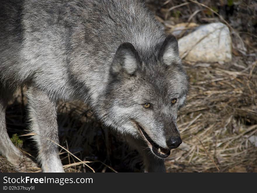 A female wolf in the Canadian Rokies