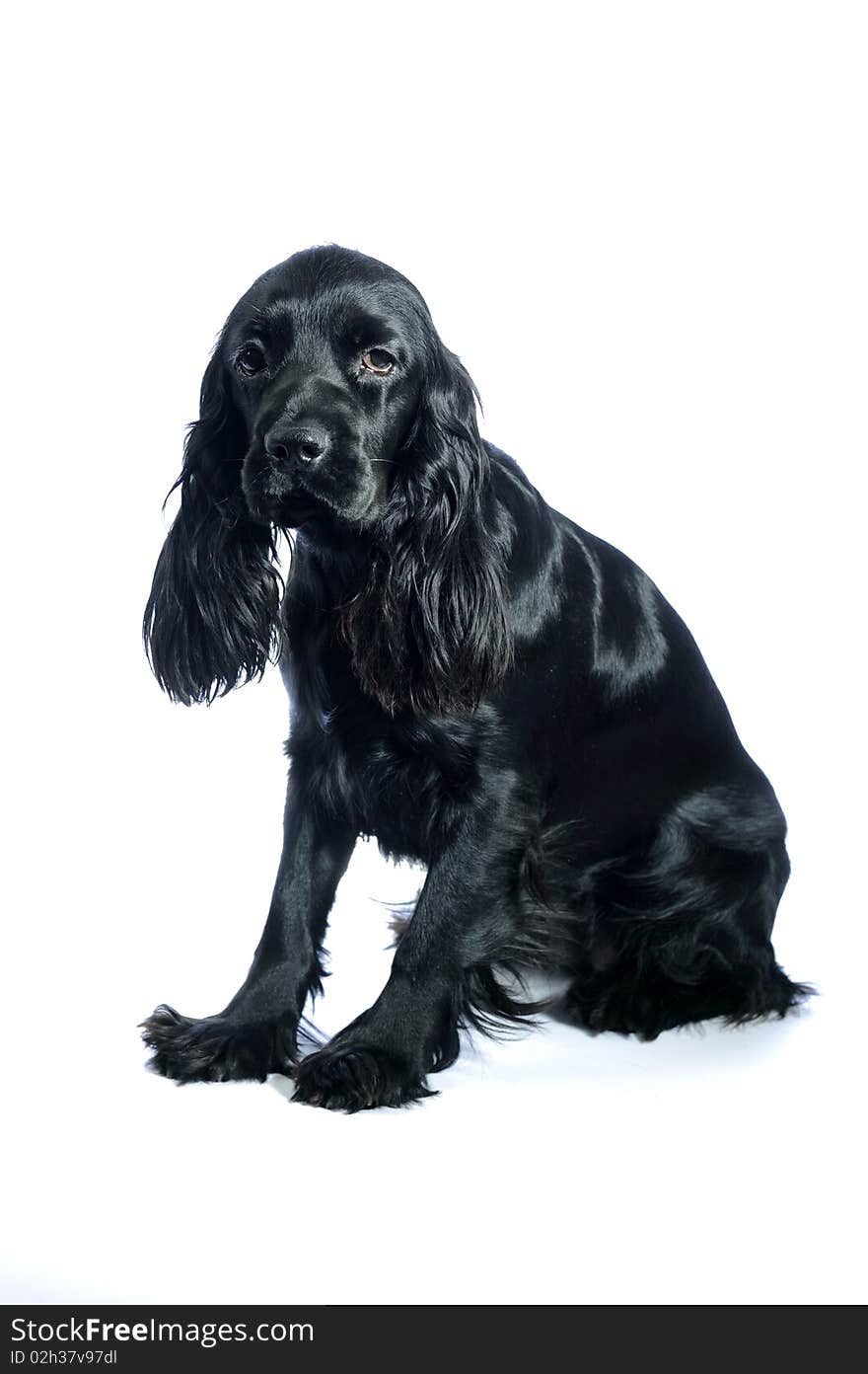 Cocker Spaniel