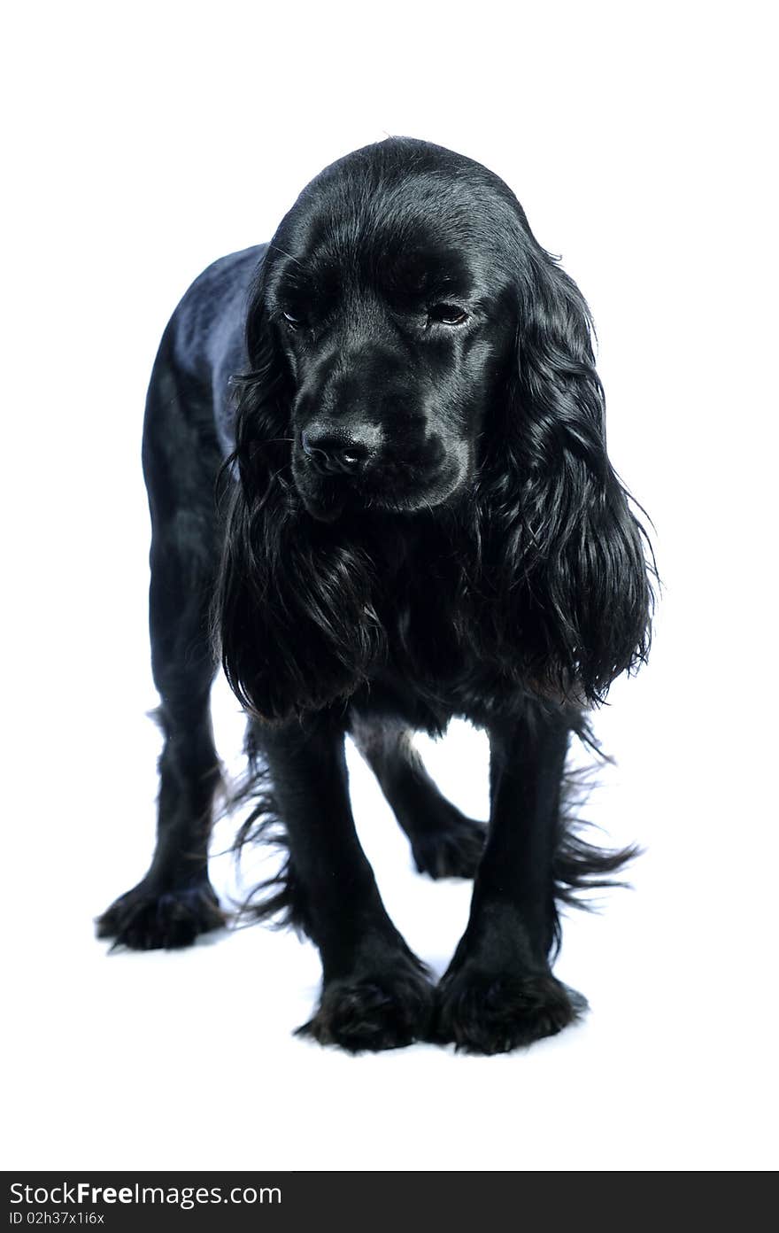 Cocker Spaniel