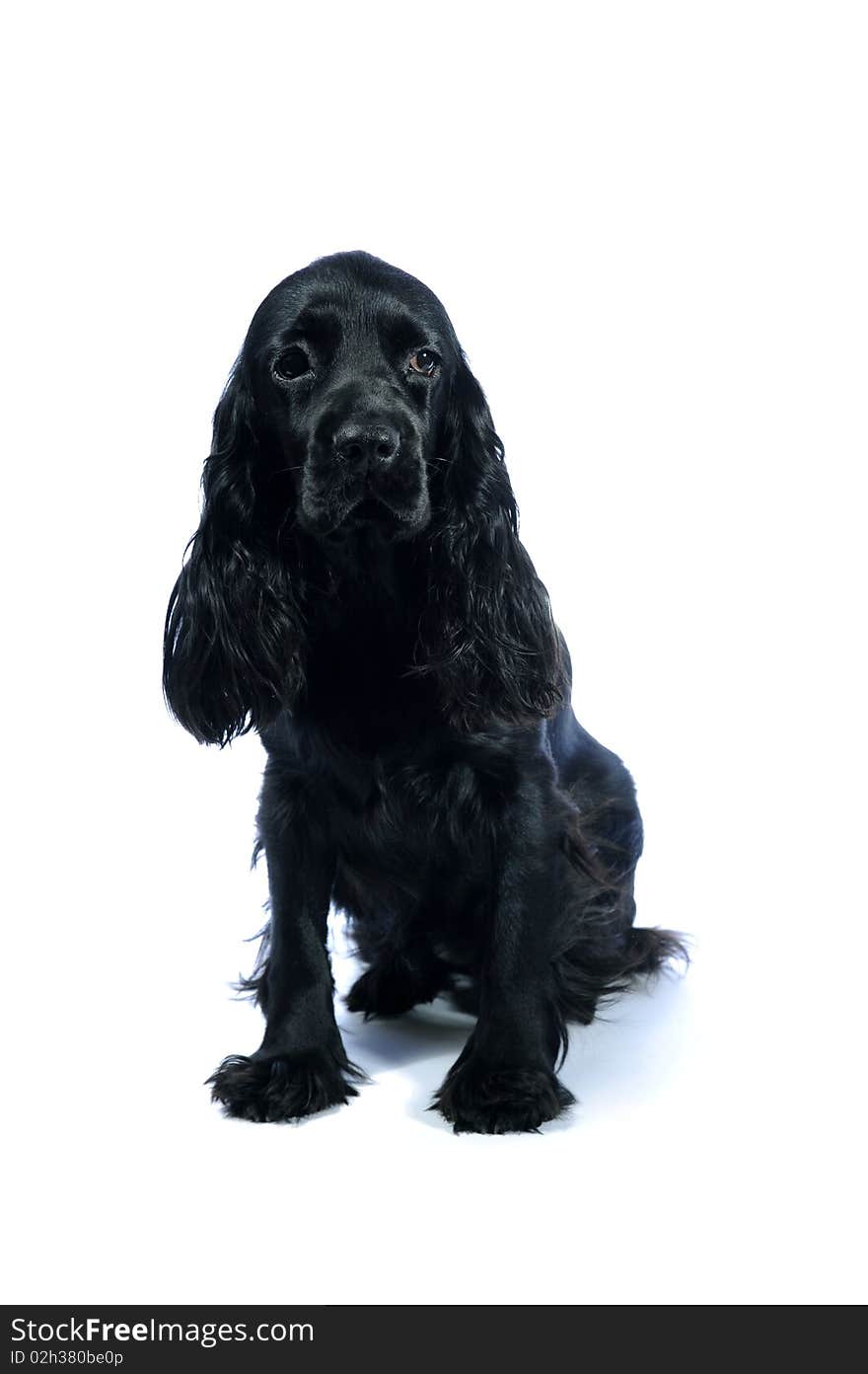 Cocker Spaniel