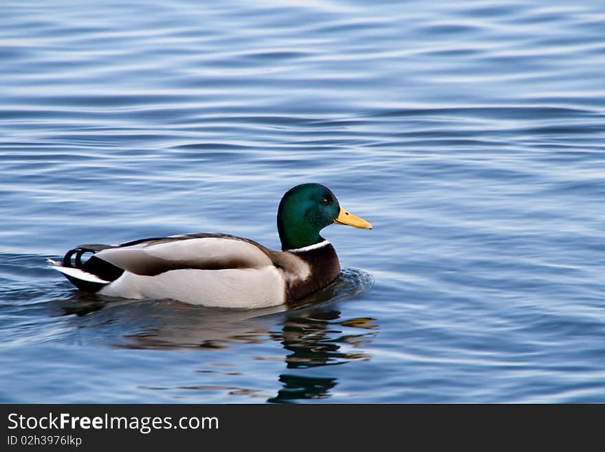 Duck swimming on blue water.