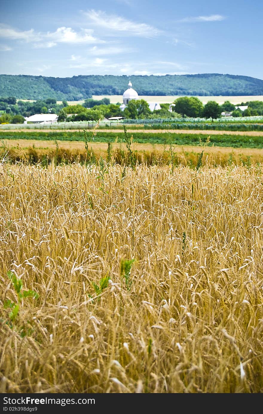 Village with a wheat field