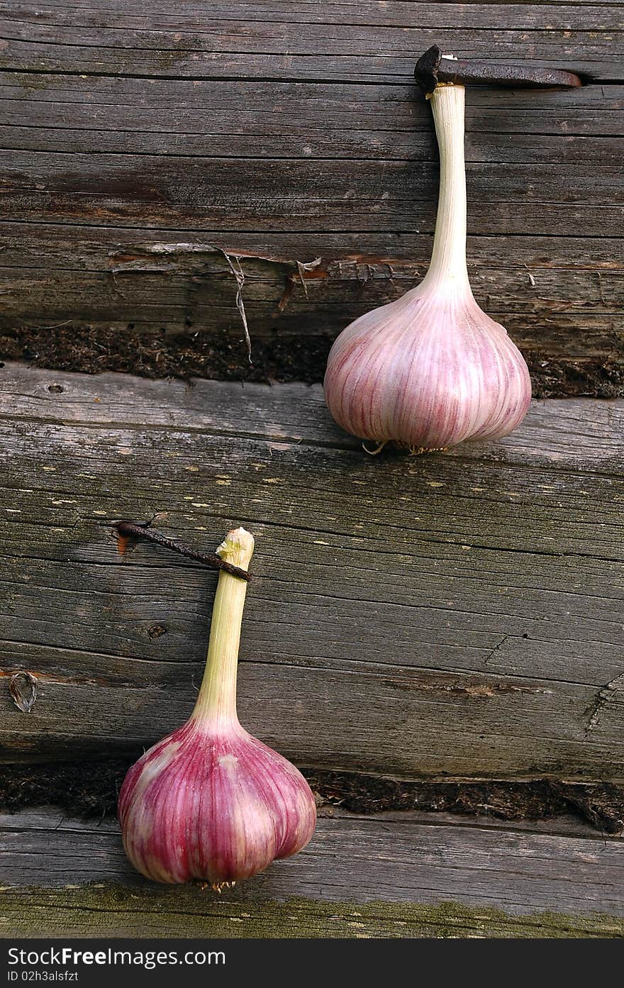 Two garlic bulbs are attached with the pin and the nail to the wall of the village log-house in the Russian village for drying. Two garlic bulbs are attached with the pin and the nail to the wall of the village log-house in the Russian village for drying.