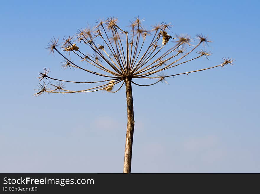 Dry angelica plant on blue sky