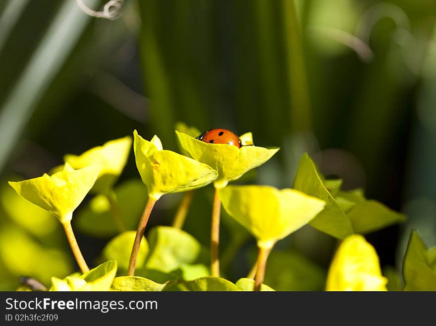 Ladybug on a green leaf