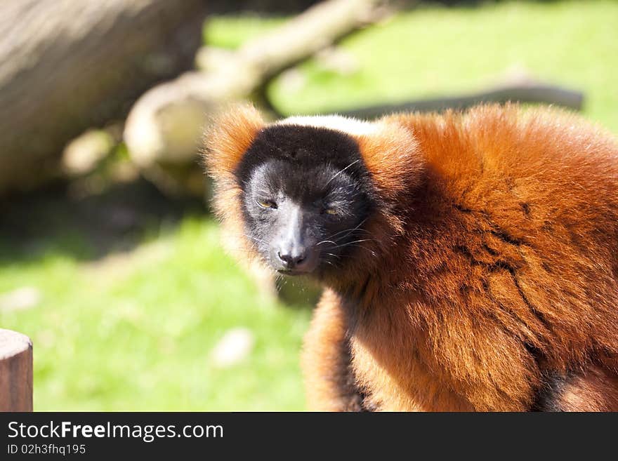 Red ruffed lemur