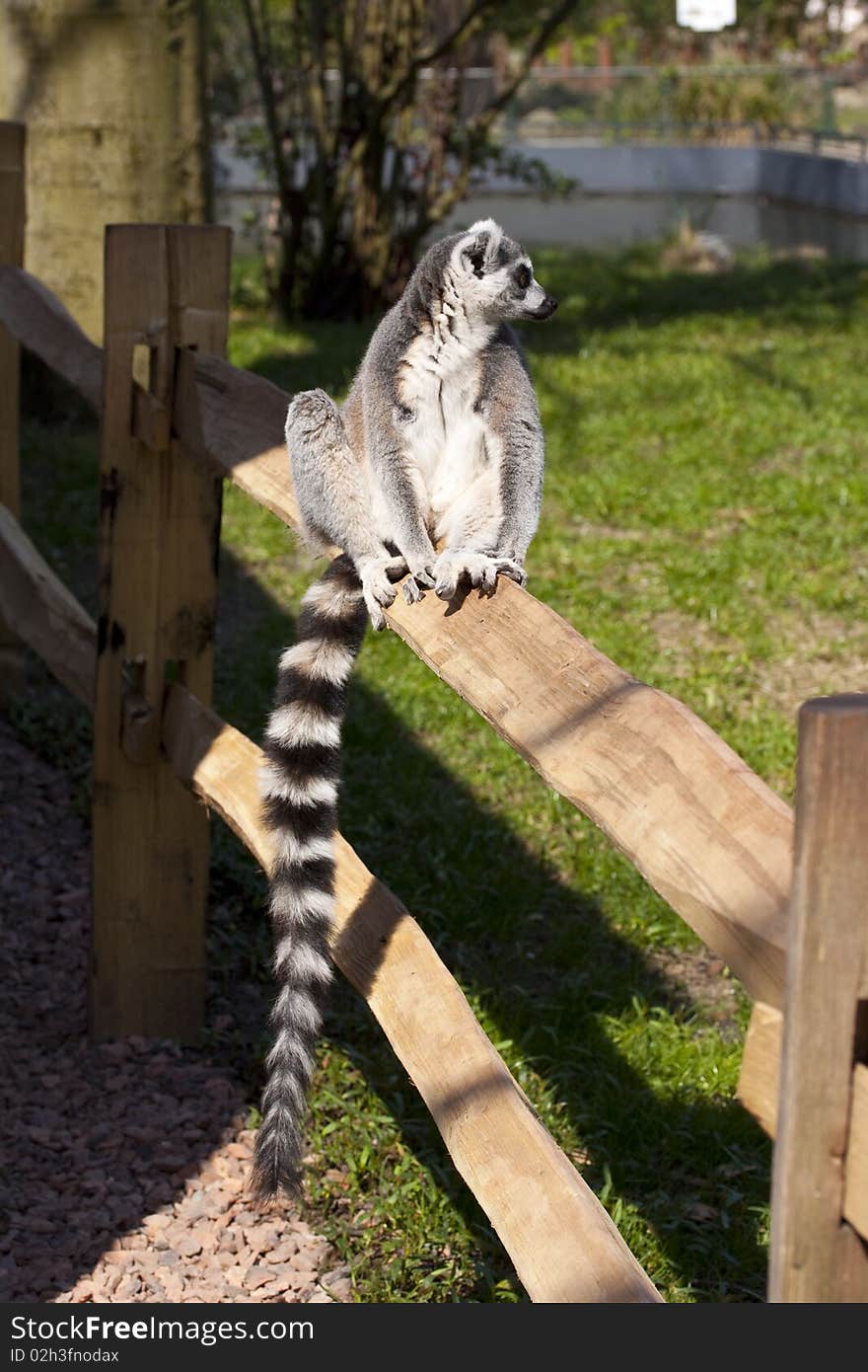 Ring tailed lemur