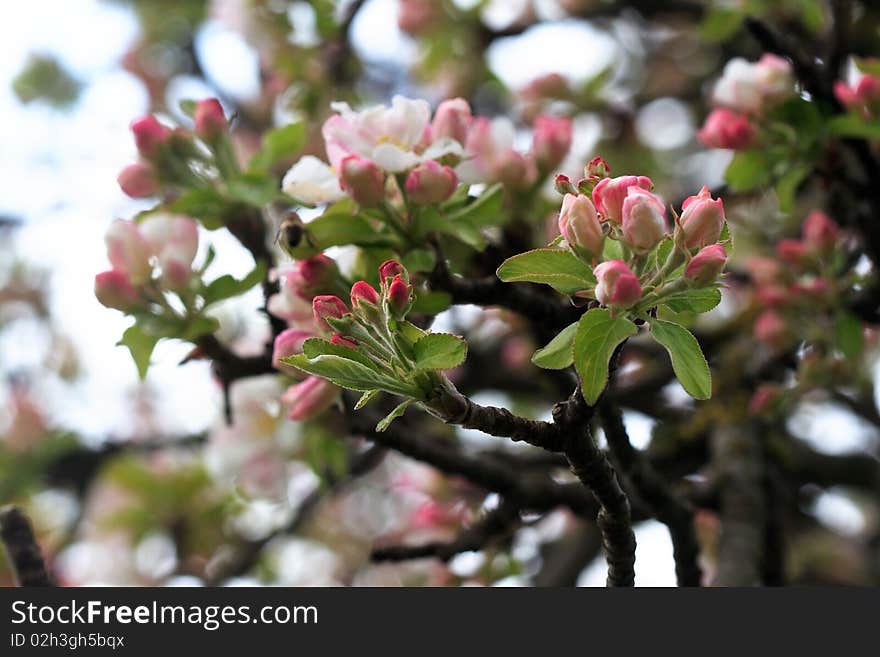 Blossomed apple tree close-up