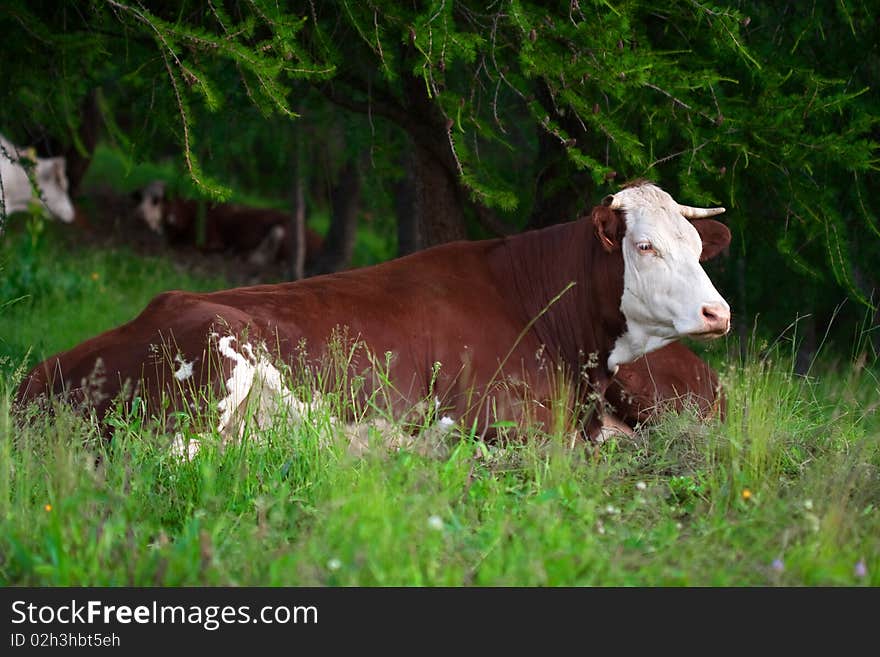 Cow in a prairie