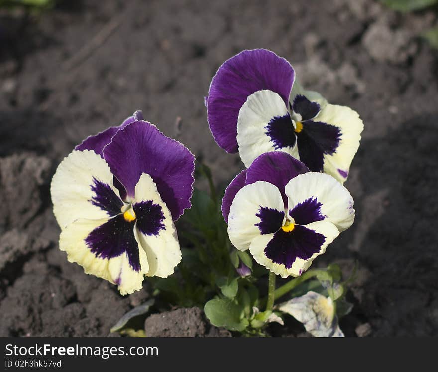 Three small flowers