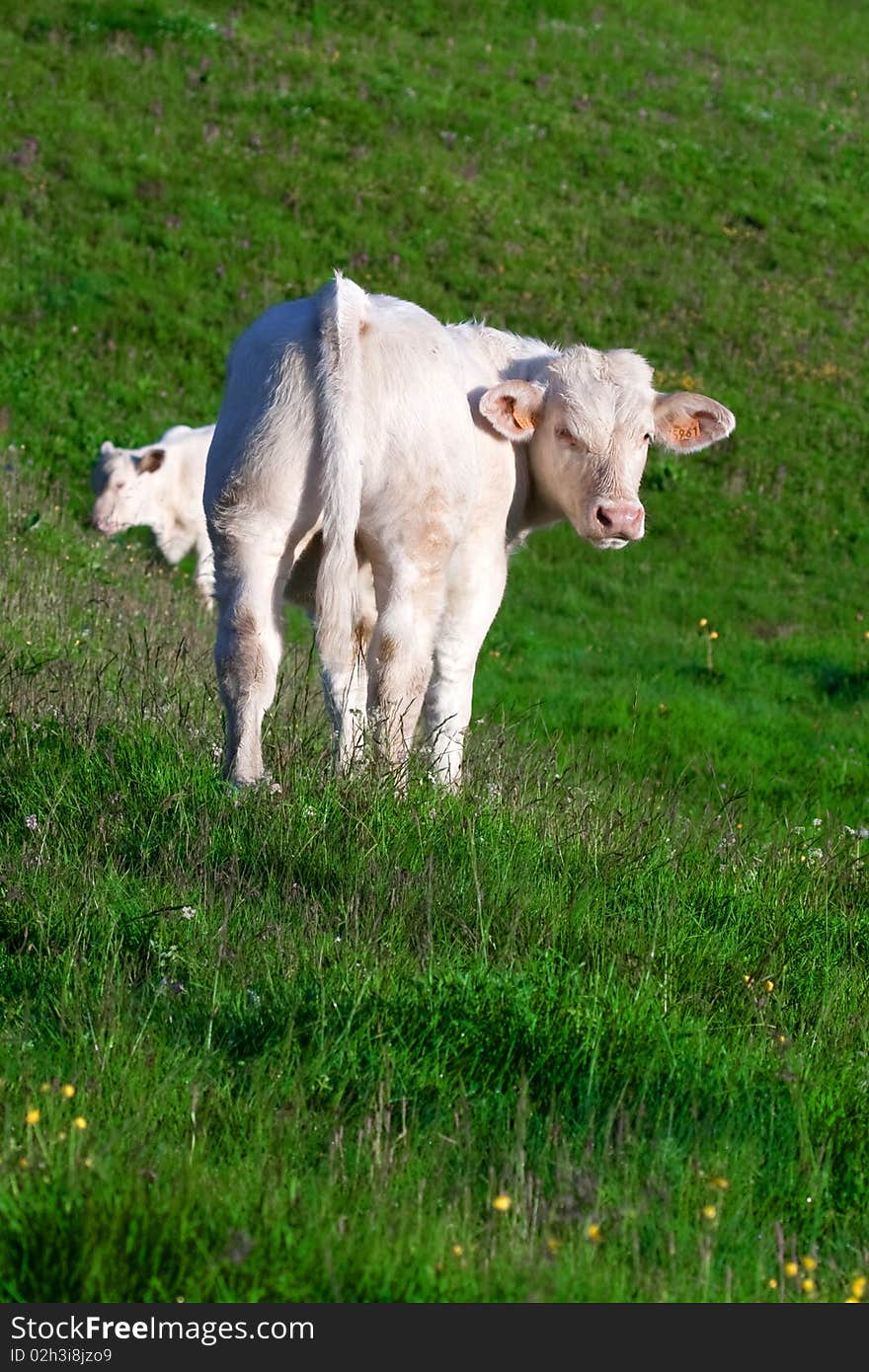 Cow in a prairie