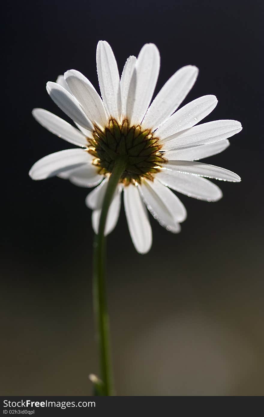 Daisy in the morning light