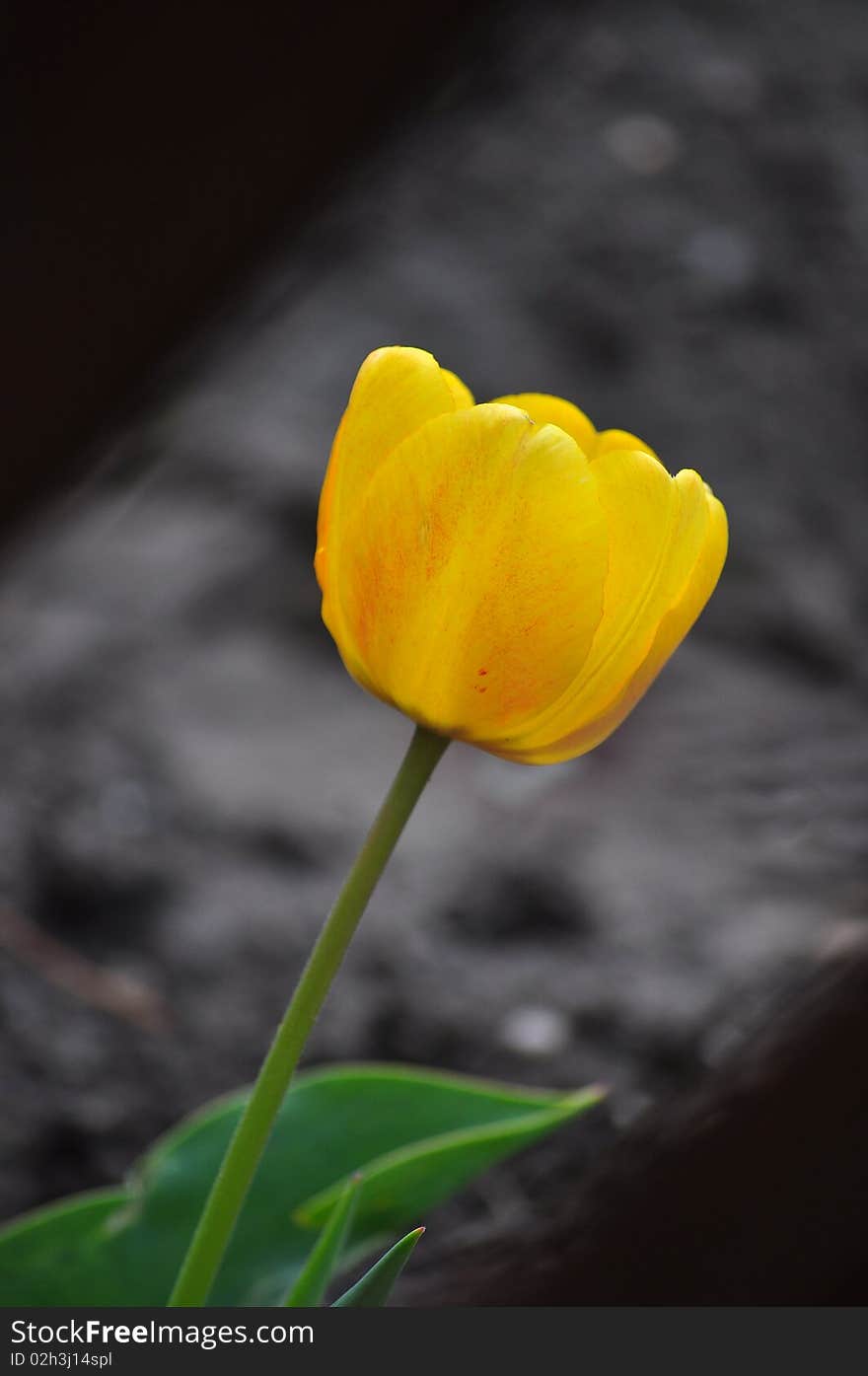 Tulip