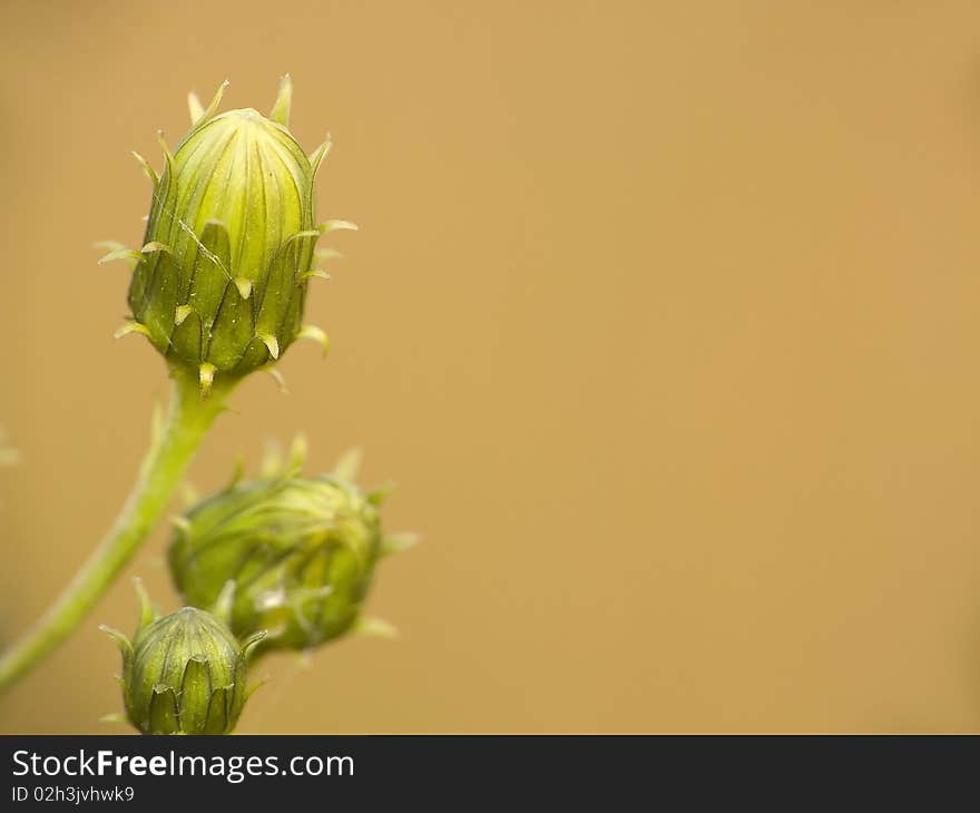 Flower. Buds of yellow flowers ordinary sow-thistle (sonchurus arvensis) in front of blooming