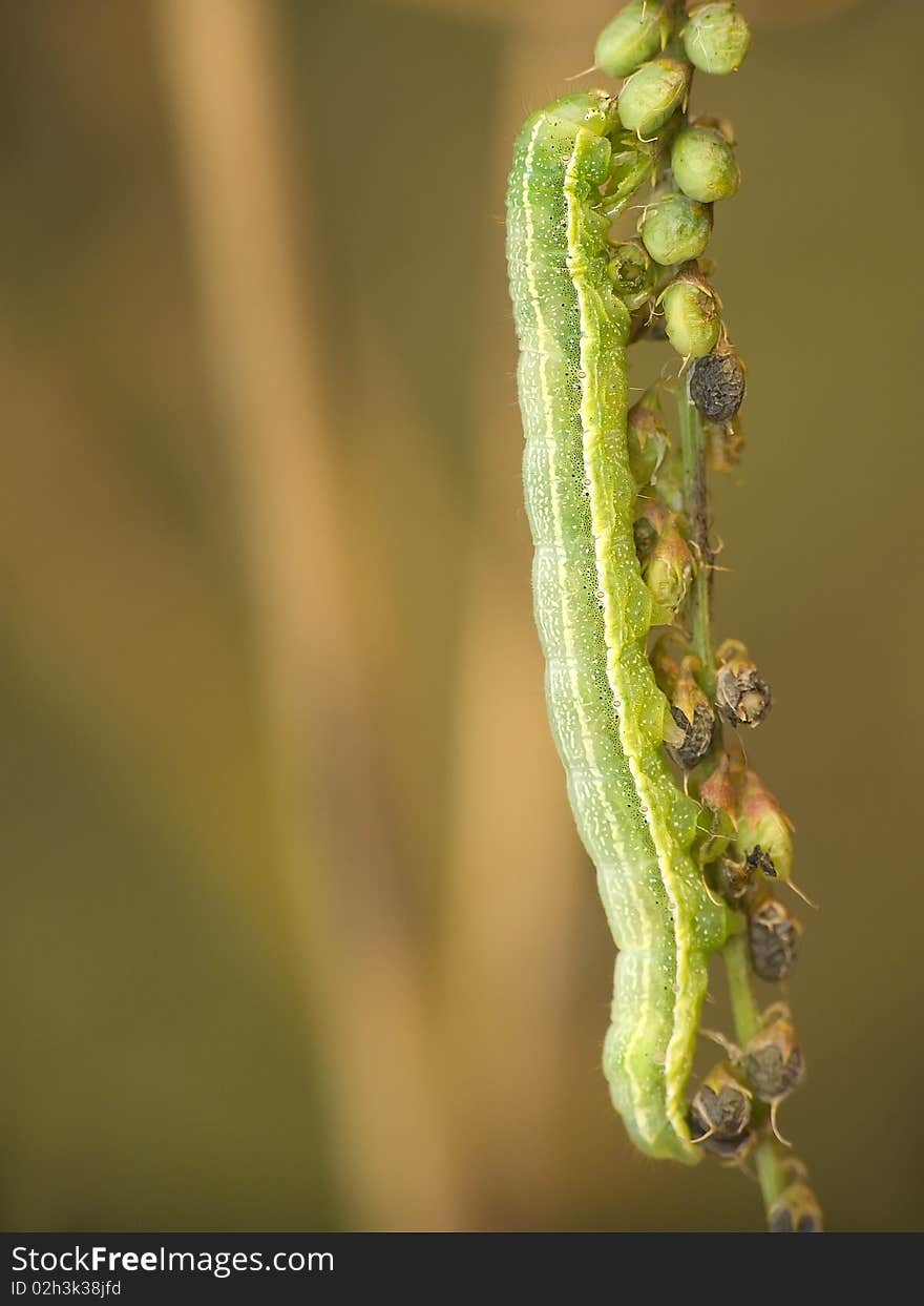 Green caterpillar. Caterpillars of butterflies are pests in our gardens