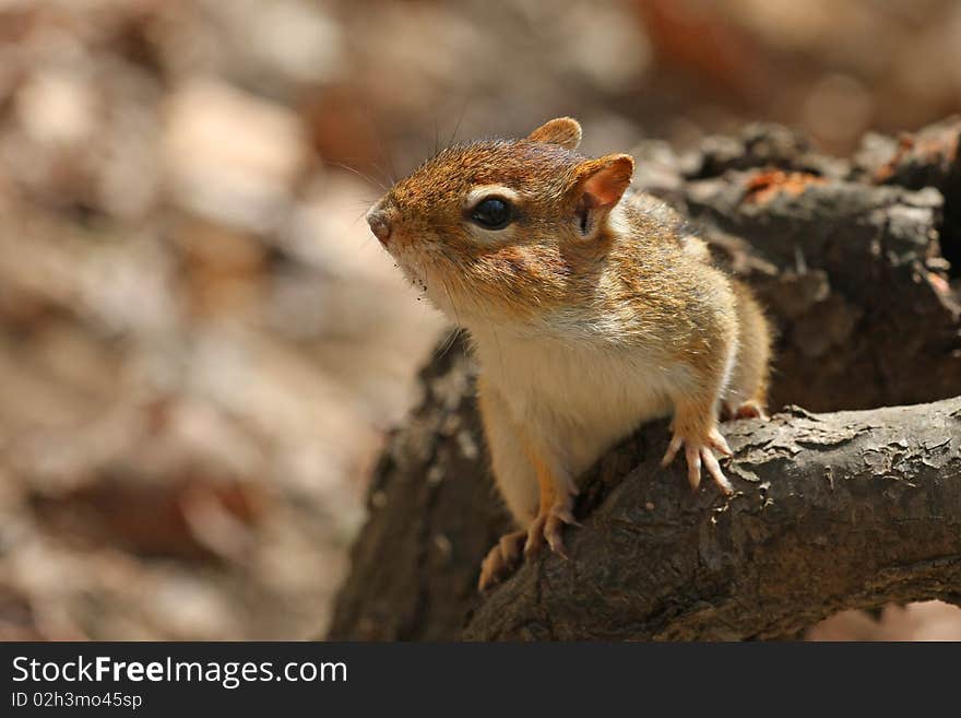 Chipmunk